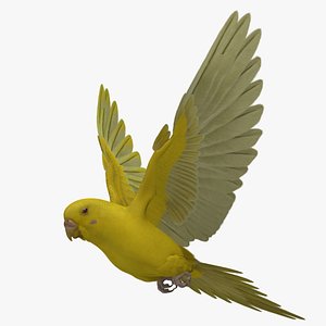 3d model melopsittacus undulatus budgerigar bright