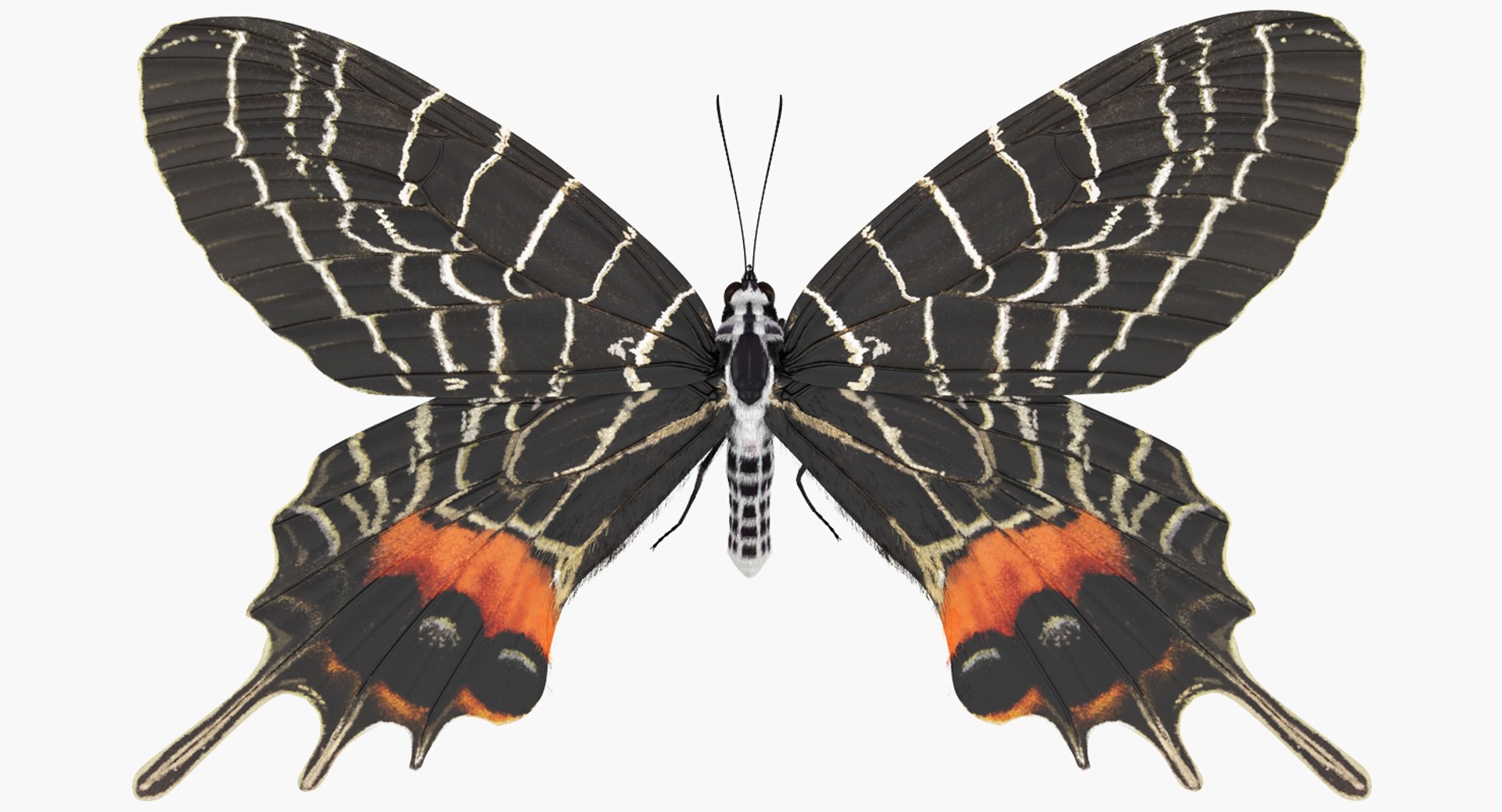 Bhutan Glory Butterfly with Fur 3D Model 3D model preview