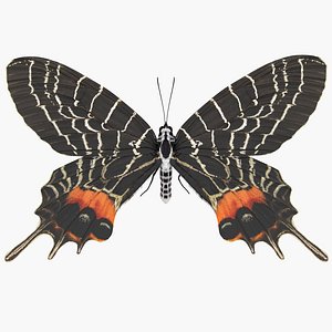 Bhutan Glory Butterfly with Fur 3D Model