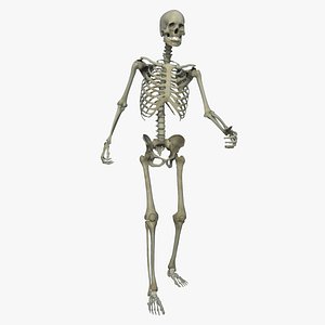 Rigged Skeletal System