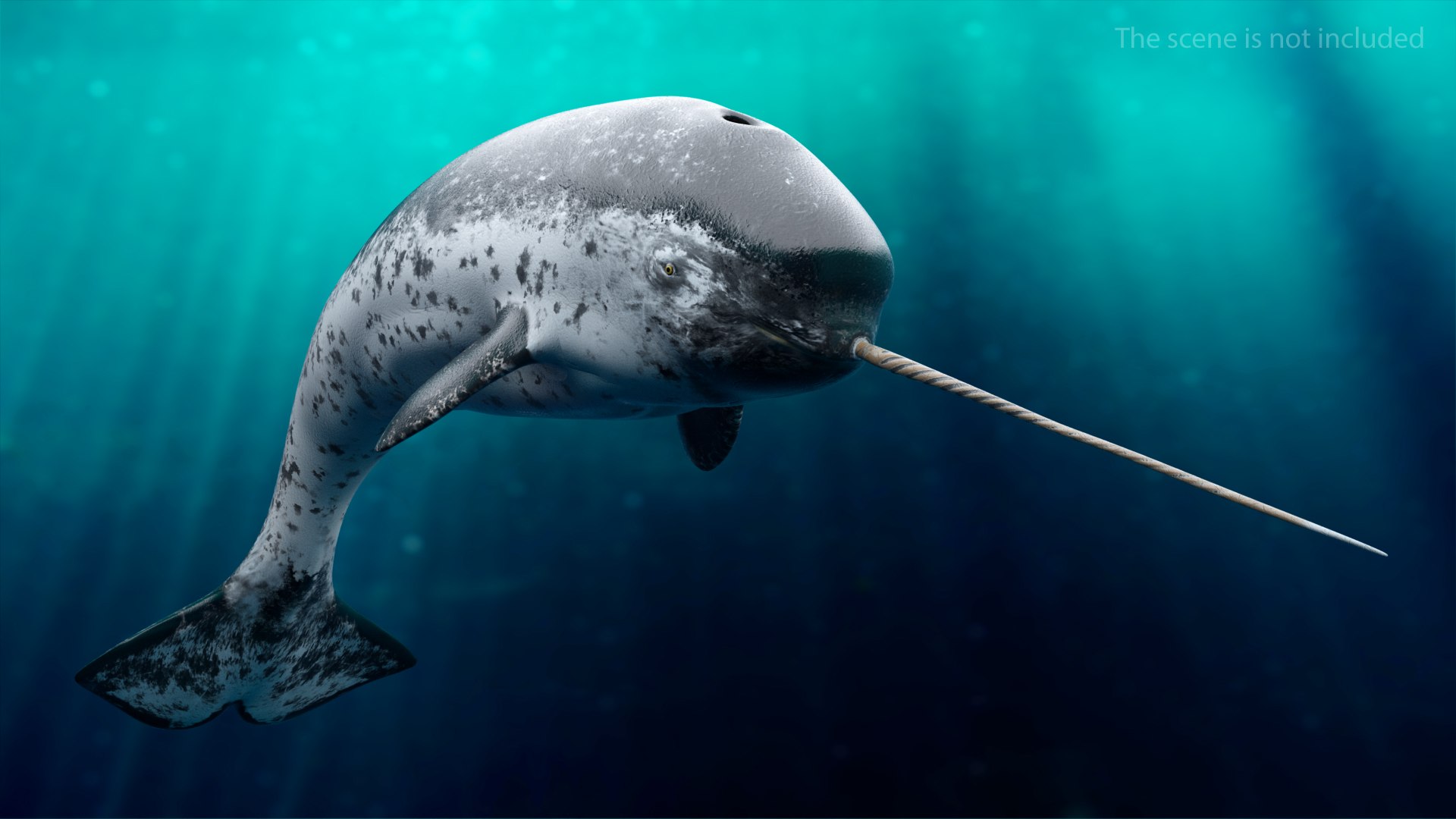 Narwhal Underwater