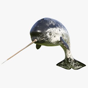 narwhal jumping pose model