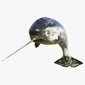 Narwhal Jumping out Pose