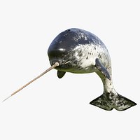 Narwhal Jumping out Pose
