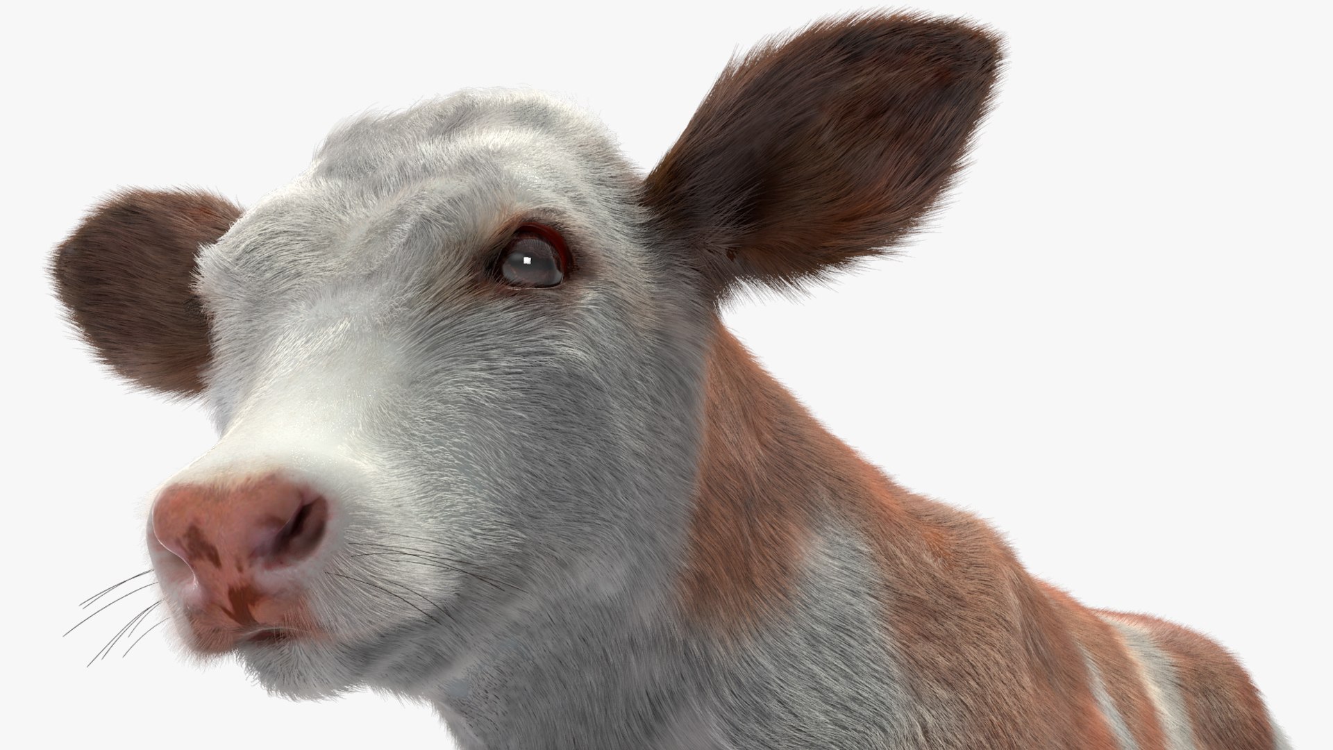 3D Cow Calf In Walking Pose Fur - TurboSquid 2258176