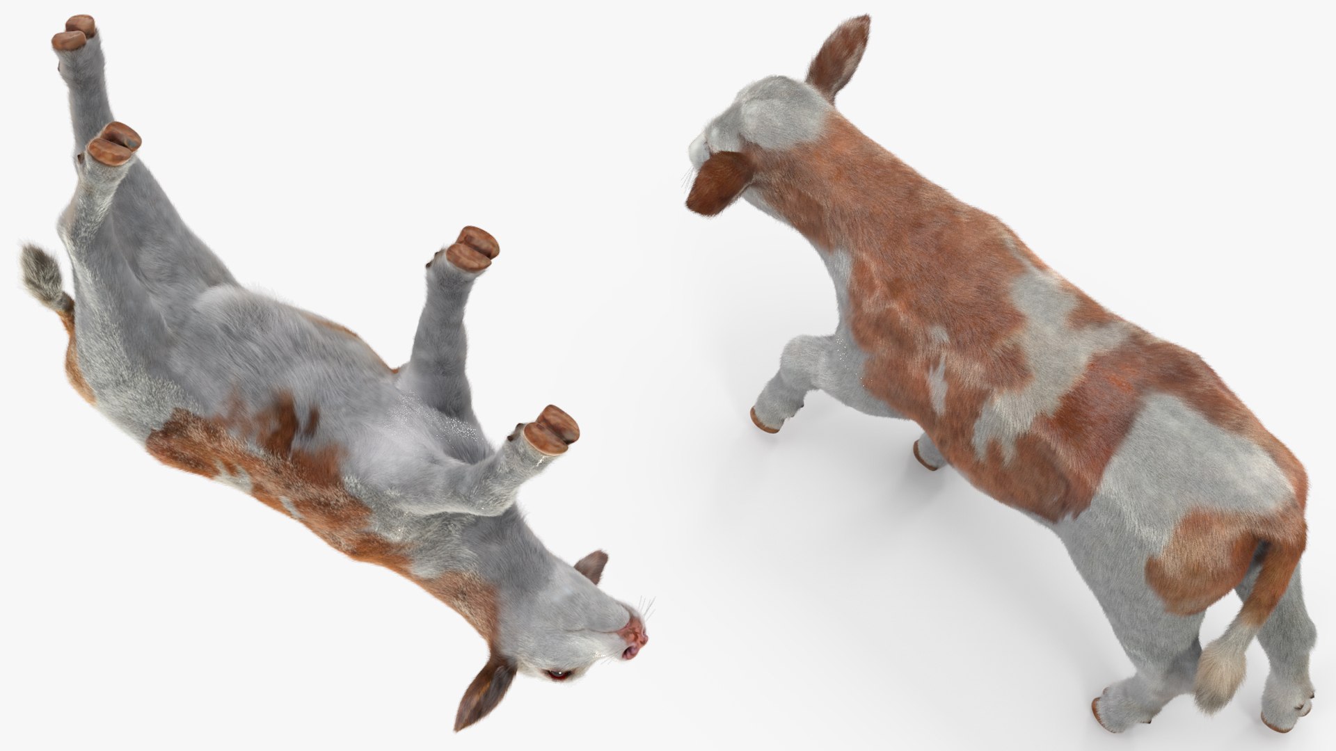 3D Cow Calf In Walking Pose Fur - TurboSquid 2258176