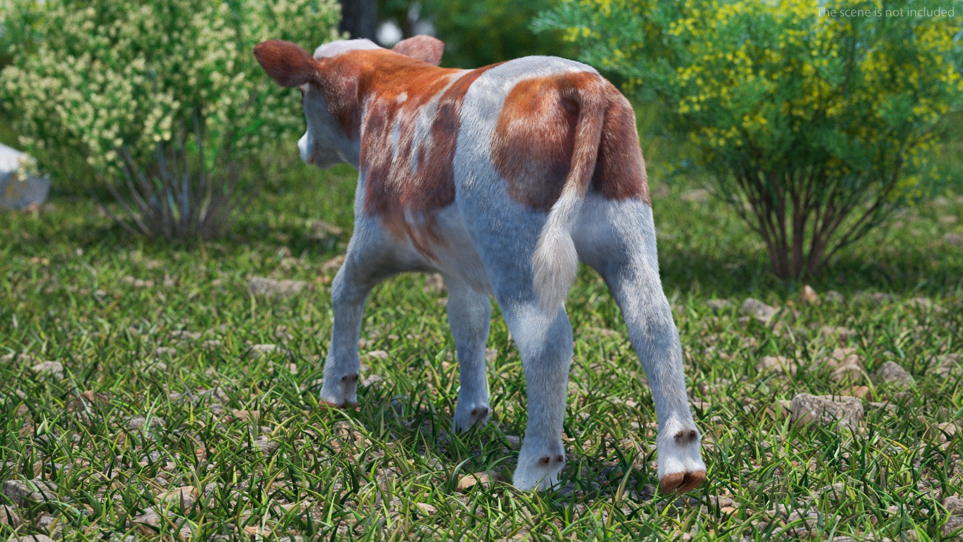 3D Cow Calf In Walking Pose Fur - TurboSquid 2258176