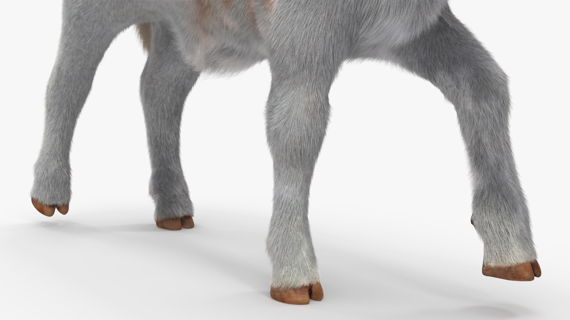 3D Cow Calf In Walking Pose Fur - TurboSquid 2258176