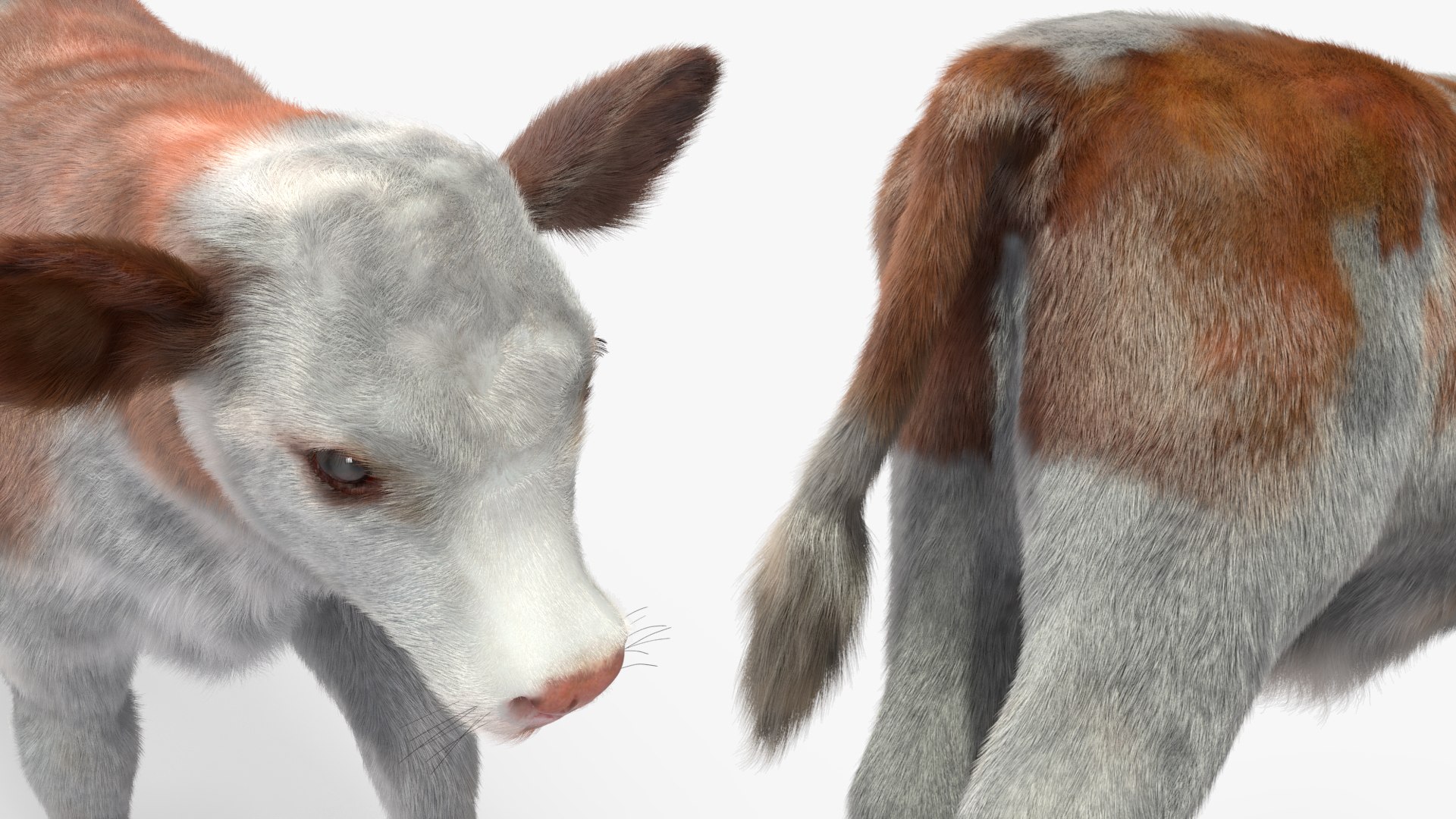 3D Cow Calf In Walking Pose Fur - TurboSquid 2258176