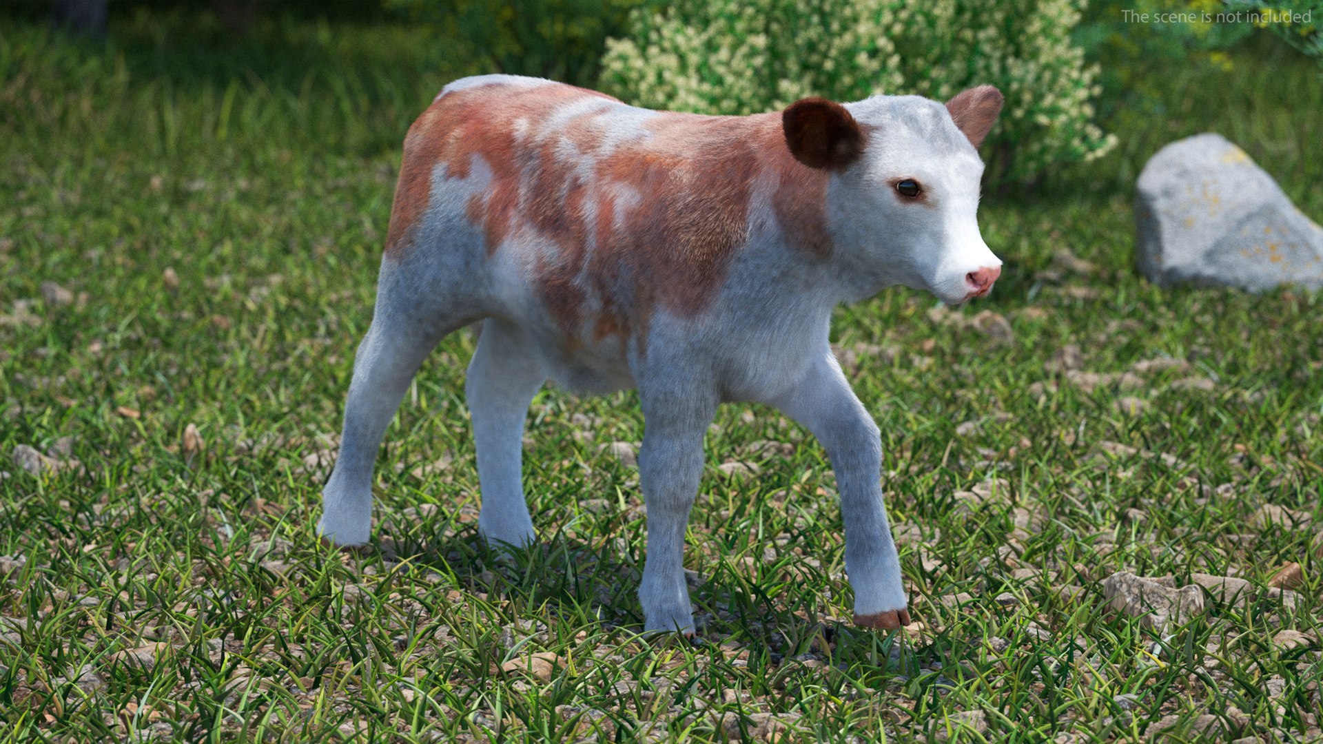 3D Cow Calf In Walking Pose Fur - TurboSquid 2258176