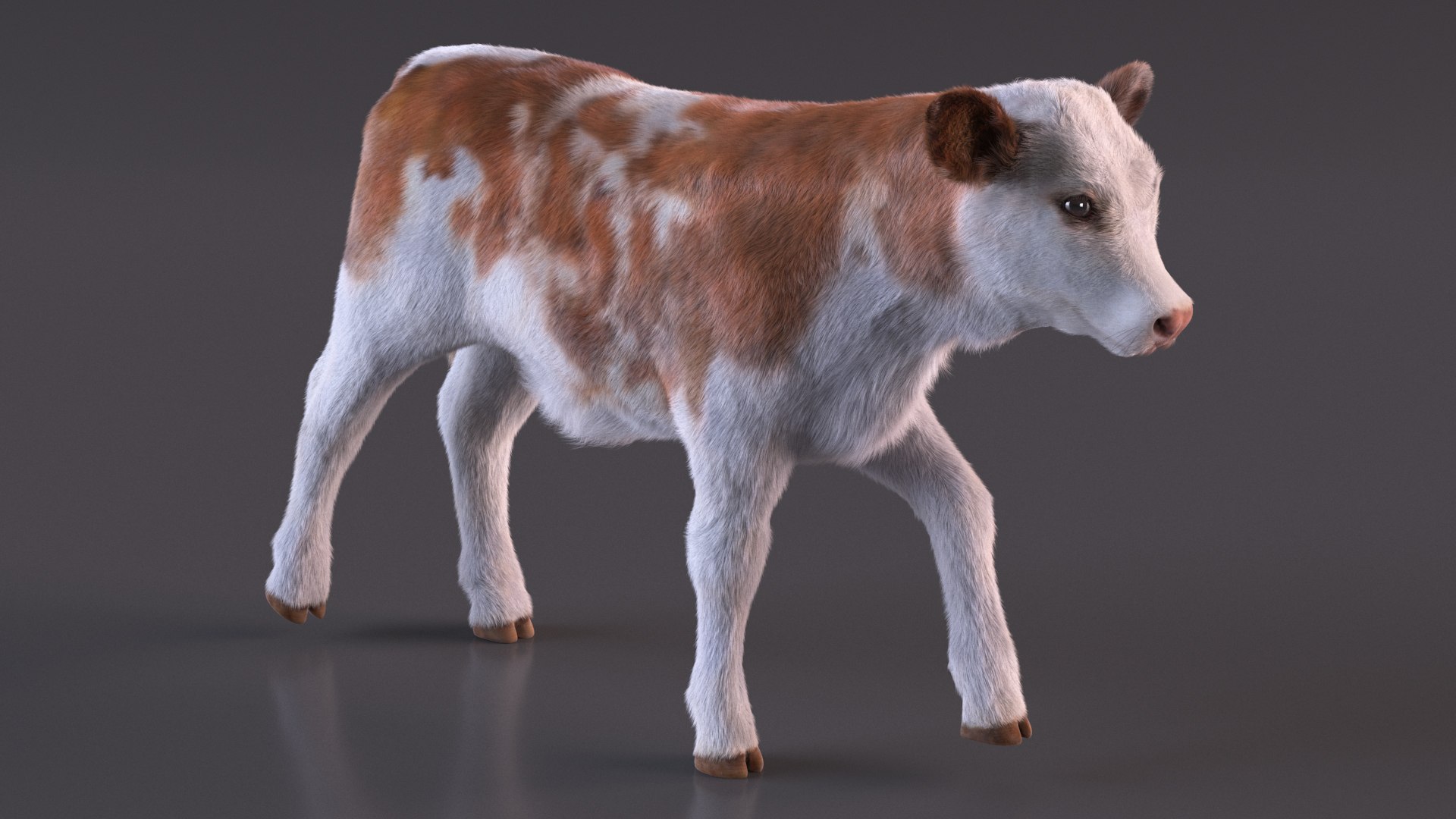 3D Cow Calf In Walking Pose Fur - TurboSquid 2258176
