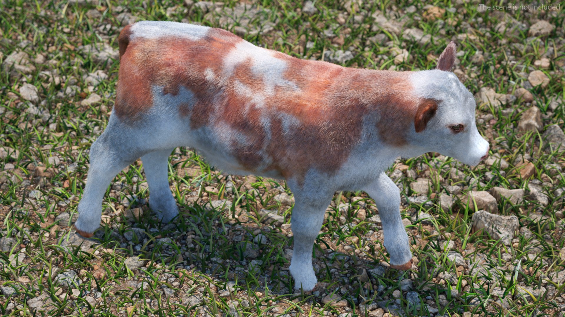 3D Cow Calf In Walking Pose Fur - TurboSquid 2258176