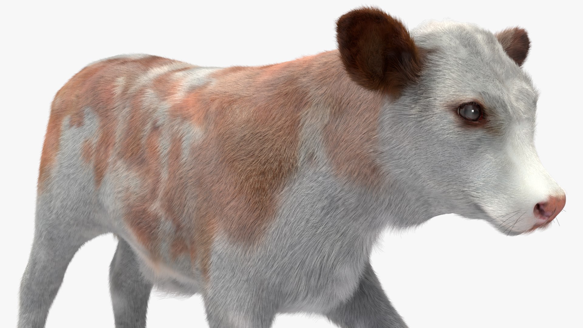 3D Cow Calf In Walking Pose Fur - TurboSquid 2258176