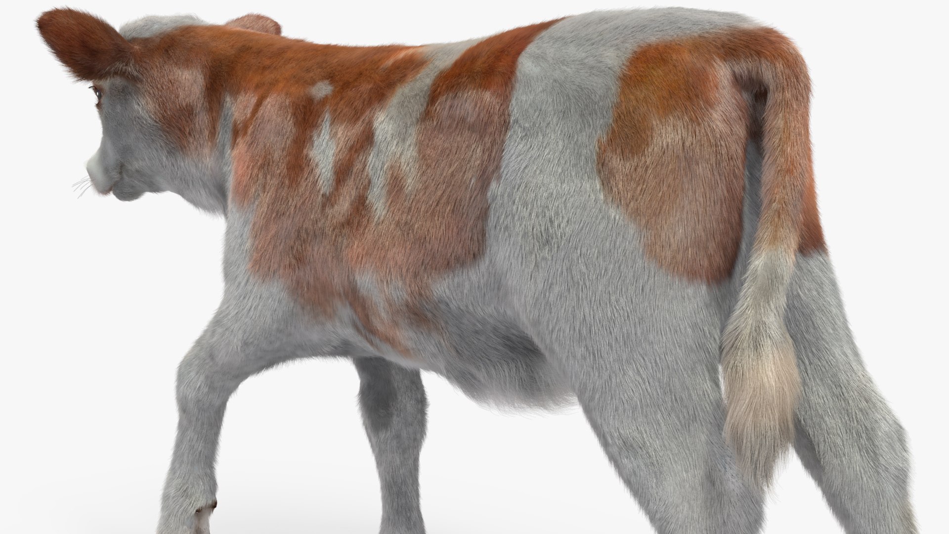 3D Cow Calf In Walking Pose Fur - TurboSquid 2258176