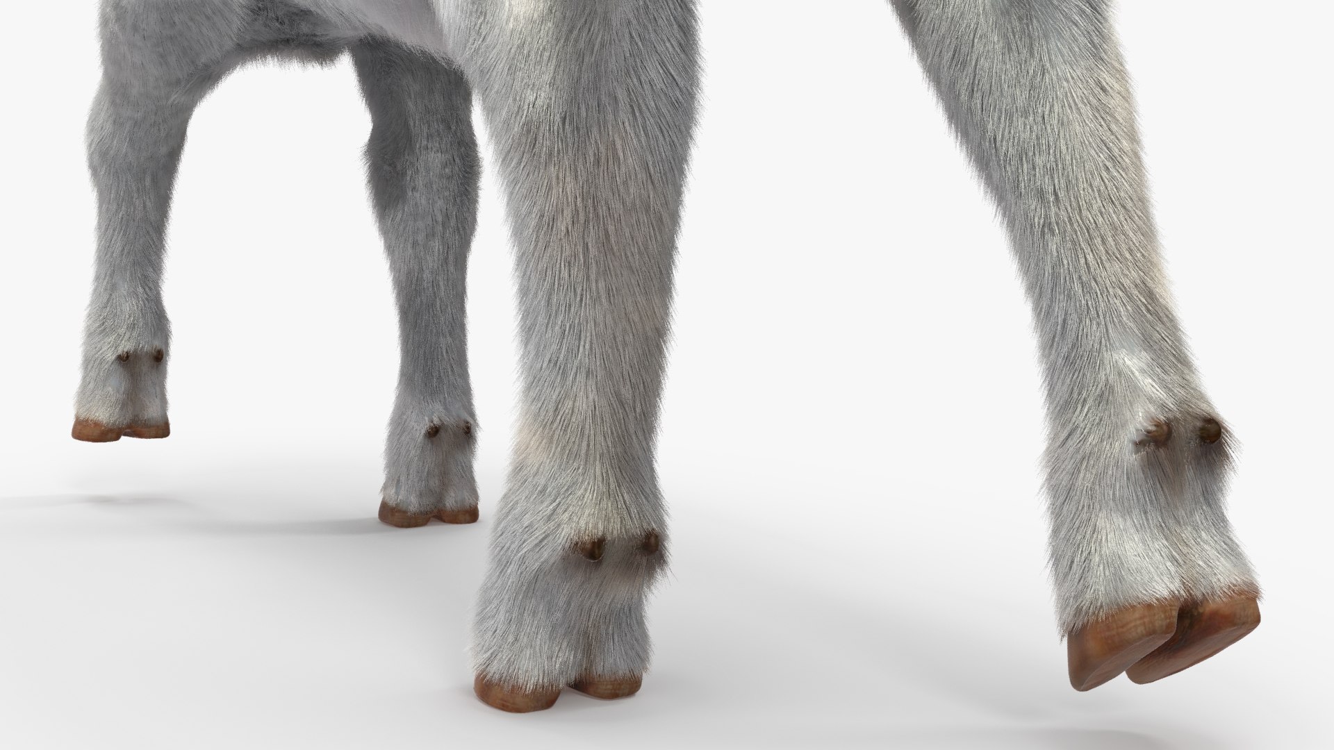 3D Cow Calf In Walking Pose Fur - TurboSquid 2258176