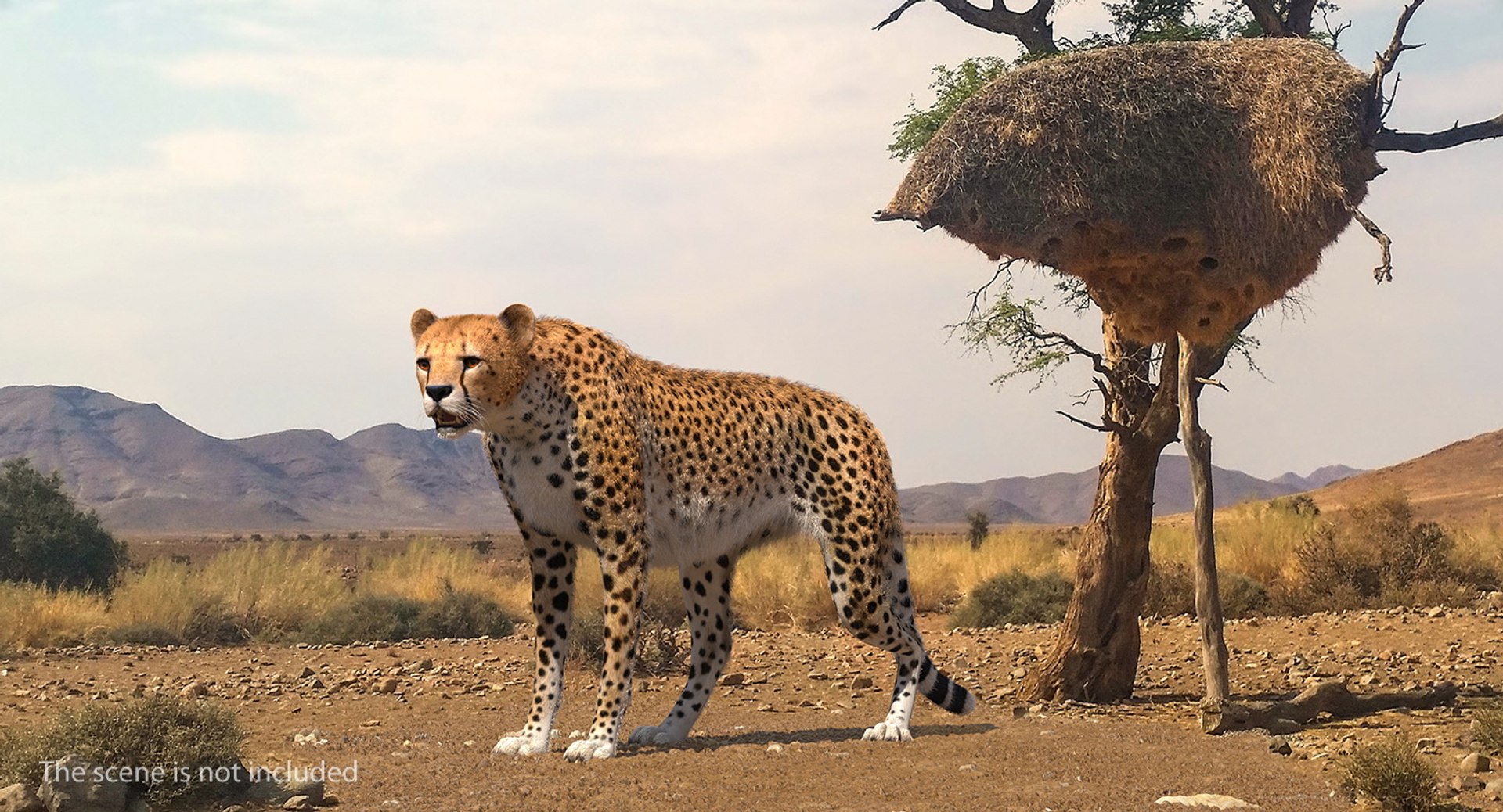 African Large Cat Cheetah Standing Pose with Fur 3D Model preview