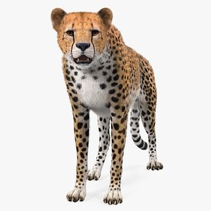 African Large Cat Cheetah Standing Pose with Fur 3D Model