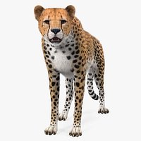 African Large Cat Cheetah Standing Pose with Fur 3D Model