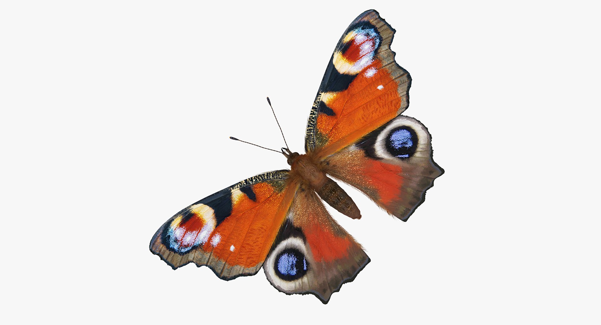 Aglais io Butterfly Sitting Pose with Fur 3D Model 3D model preview