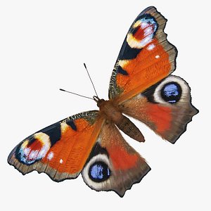 Aglais io Butterfly Sitting Pose with Fur 3D Model