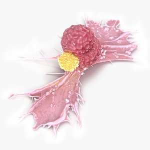 3D Cancer Cell with Lymphocyte model