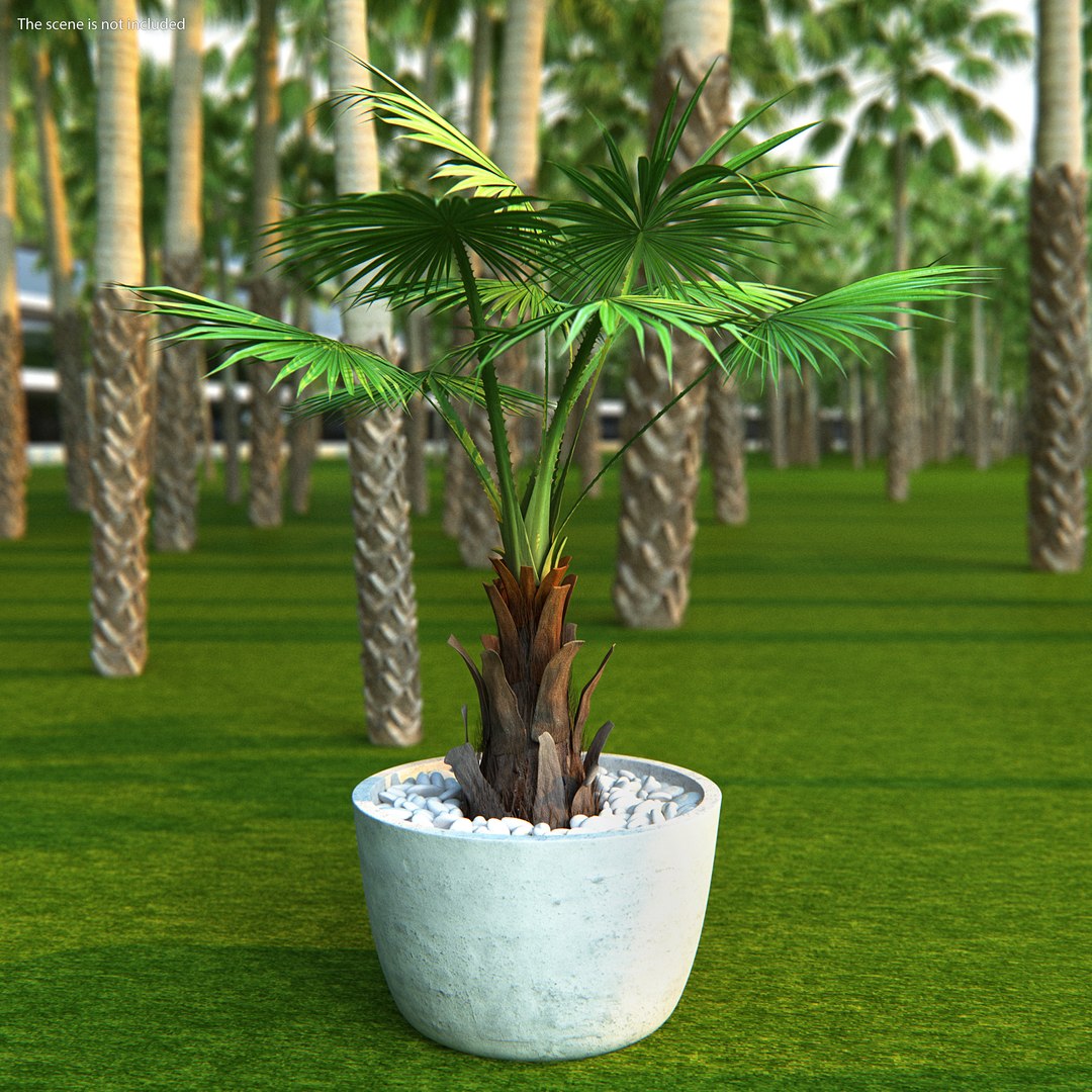 Washingtonia Robusta Pot Plant 3D model preview