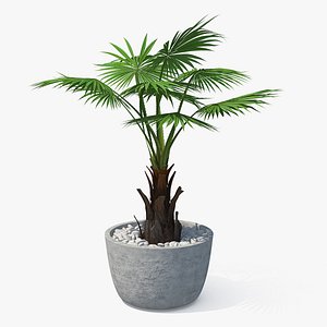 Washingtonia Robusta Pot Plant