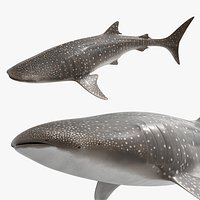 Whale Shark Rigged For Blender