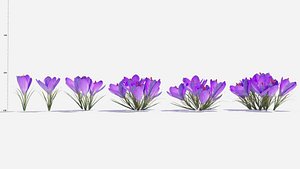 Crocus Flower 3D model