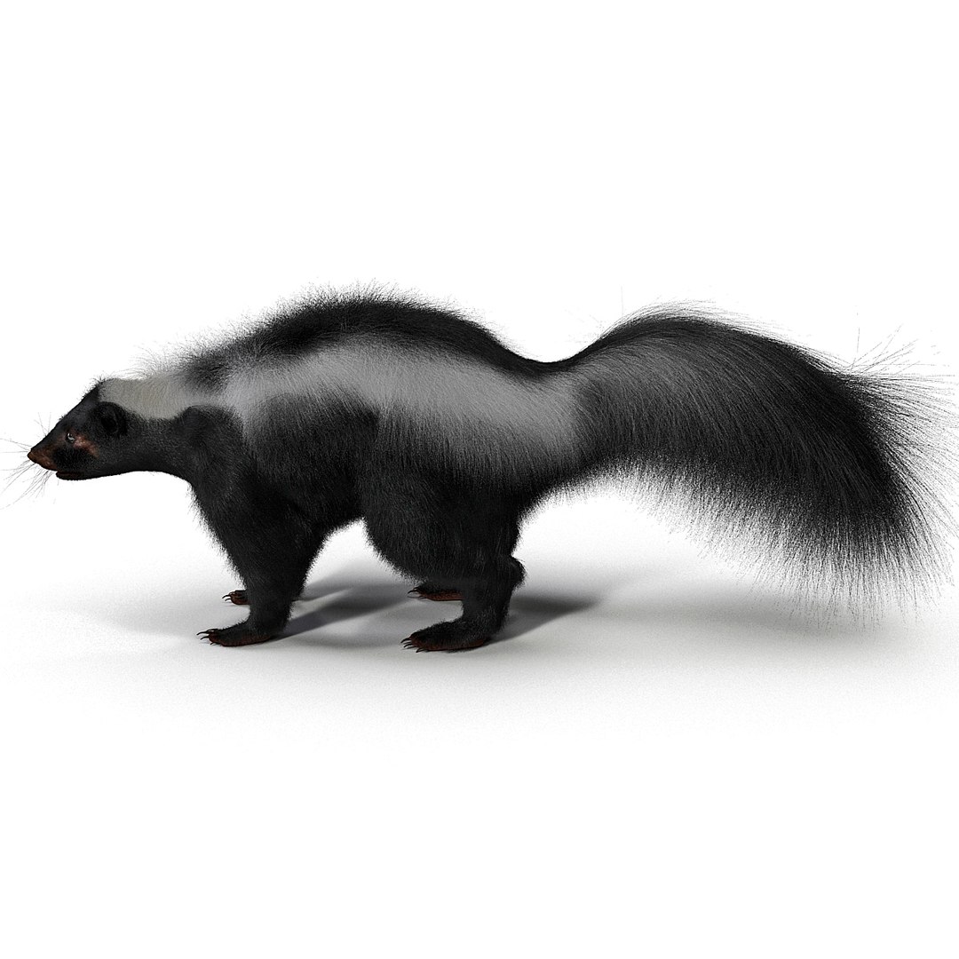 3d skunk fur https://p.turbosquid.com/ts-thumb/vu/27aIJU/3F8Nd1K0/skunkfur_13/jpg/1398807394/1920x1080/fit_q87/ec73996f51fe3fa20bf7b3f0ee4ffdb91eb4d8a8/skunkfur_13.jpg