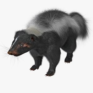 3D Skunk Models - Browse & Download Formats - TurboSquid
