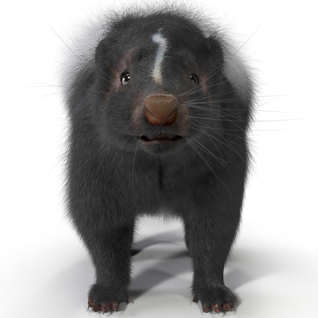 3d skunk fur https://p.turbosquid.com/ts-thumb/vu/27aIJU/BQ7HgU31/skunkfur_1/jpg/1398807344/1920x1080/fit_q87/35ba0959672f5bc66e5c19de0c5ccc60f60a0df2/skunkfur_1.jpg