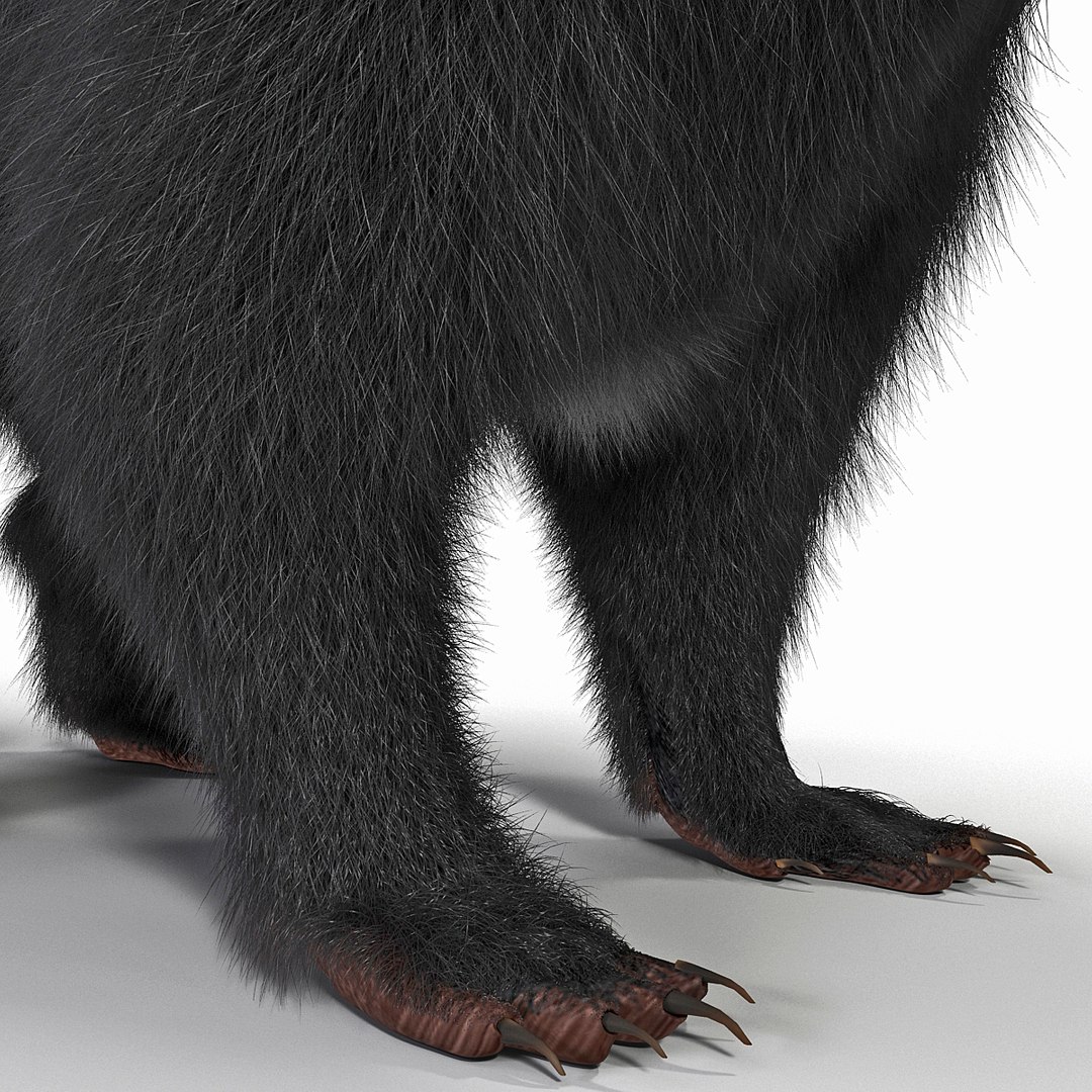 3d skunk fur https://p.turbosquid.com/ts-thumb/vu/27aIJU/Iz9k39w2/skunkfur_23/jpg/1398807433/1920x1080/fit_q87/276729b345280353113f42ceb8a7bc1ccf72ef0f/skunkfur_23.jpg
