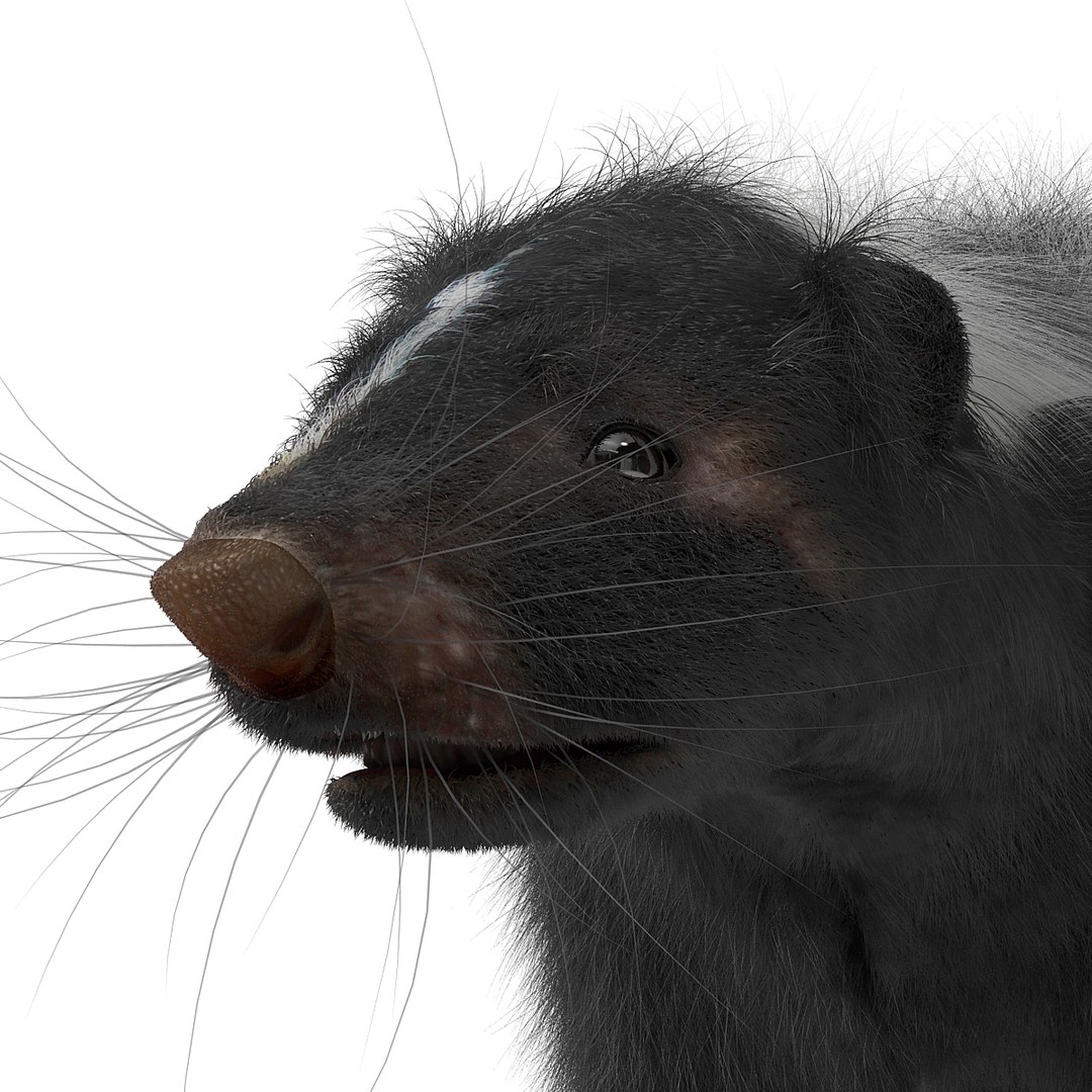 3d skunk fur https://p.turbosquid.com/ts-thumb/vu/27aIJU/Jv9iS9O1/skunkfur_3/jpg/1398807350/1920x1080/fit_q87/484c85e75927cc86893325d12ccd9488c7d5bb76/skunkfur_3.jpg