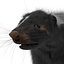 Skunk Fur