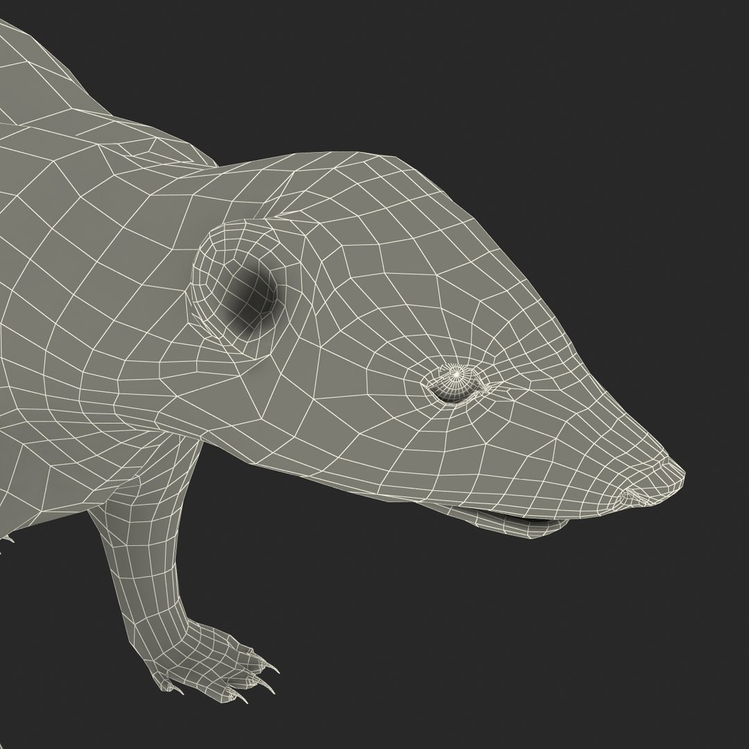 3d skunk fur https://p.turbosquid.com/ts-thumb/vu/27aIJU/QYqEZx34/skunkfur_179/jpg/1398807987/1920x1080/fit_q87/3adfd58e7c01b4fc2ef42d1cf69a0856ea6c35ee/skunkfur_179.jpg