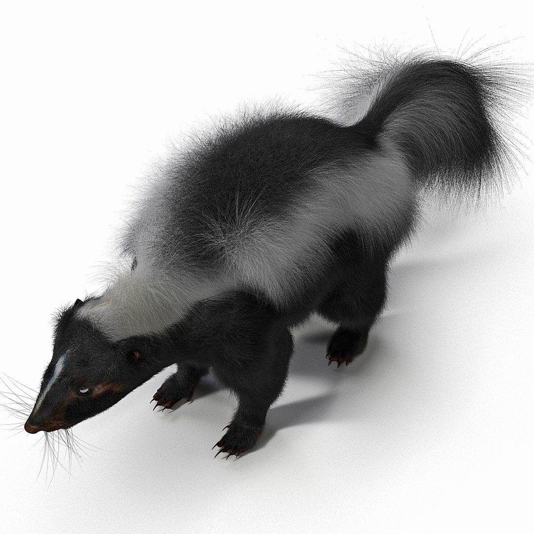 3d skunk fur https://p.turbosquid.com/ts-thumb/vu/27aIJU/Sdowj63Z/skunkfur_18/jpg/1398807413/1920x1080/fit_q87/c3c17b80dec09b6a50cddece76a8a3fc79d2e7f9/skunkfur_18.jpg
