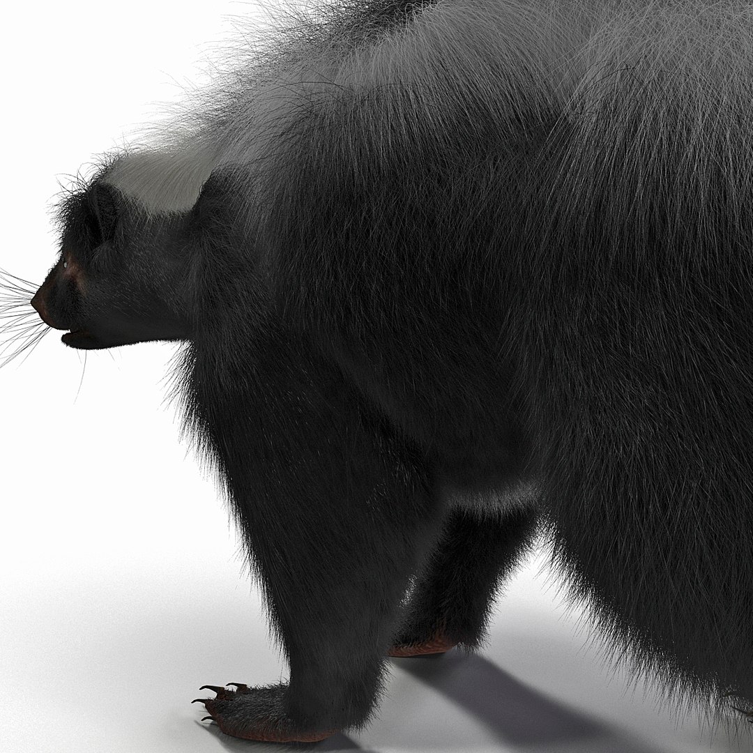 3d skunk fur https://p.turbosquid.com/ts-thumb/vu/27aIJU/VUNao7e9/skunkfur_25/jpg/1398807444/1920x1080/fit_q87/0bd5d8ba532ee603062cfc4c30e704d5159b67dc/skunkfur_25.jpg
