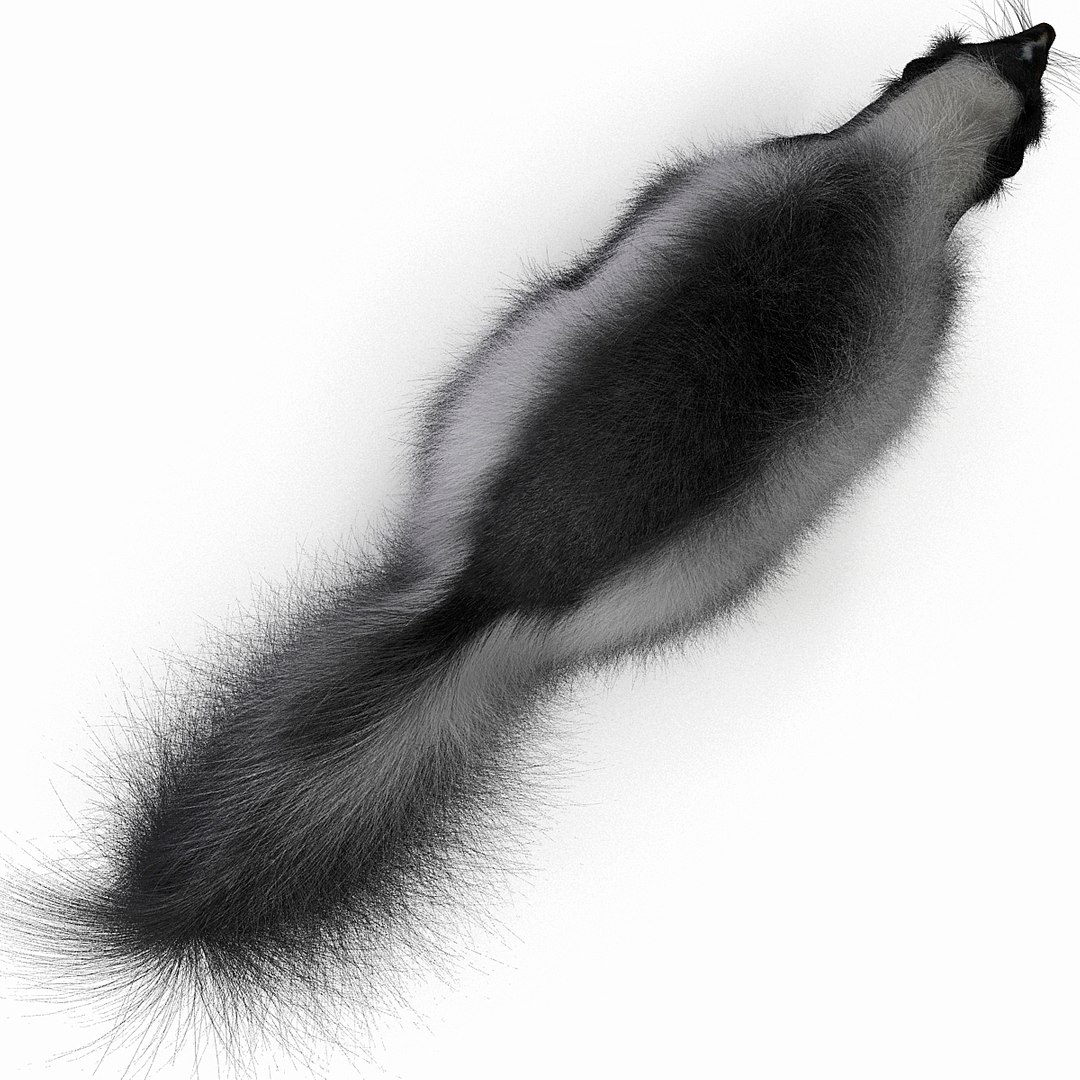 3d skunk fur https://p.turbosquid.com/ts-thumb/vu/27aIJU/We1GVuGW/skunkfur_16/jpg/1398807406/1920x1080/fit_q87/1177801c2cf031941fa188617fa30a0421c46b79/skunkfur_16.jpg