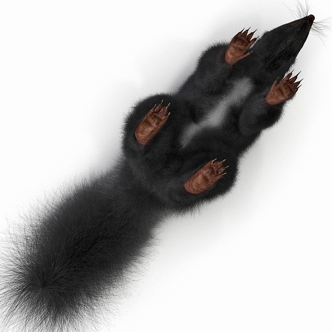 3d skunk fur https://p.turbosquid.com/ts-thumb/vu/27aIJU/eTk8S4XS/skunkfur_17/jpg/1398807409/1920x1080/fit_q87/87136a49e2d7f5847c2eb72de21eff6ac8c42b68/skunkfur_17.jpg
