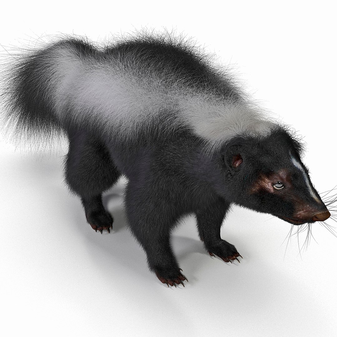3d skunk fur https://p.turbosquid.com/ts-thumb/vu/27aIJU/guyO7Q41/skunkfur_20/jpg/1398807420/1920x1080/fit_q87/c80bbcd14b3053fd8db7a77696f2910e7faa3ef0/skunkfur_20.jpg