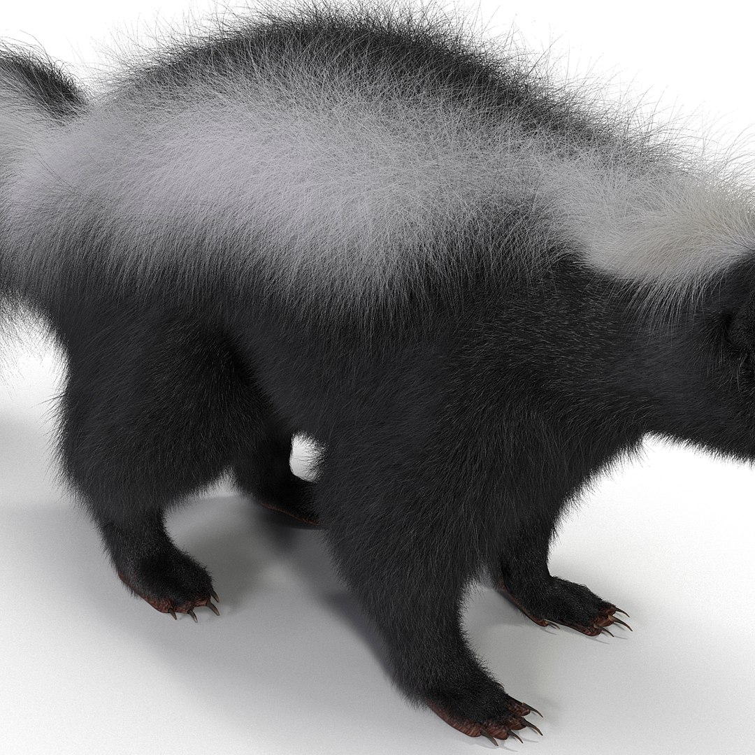 3d skunk fur https://p.turbosquid.com/ts-thumb/vu/27aIJU/kVjH23Lq/skunkfur_24/jpg/1398807438/1920x1080/fit_q87/8b7d7c83f94cbfe2a35fa2f8bb8fa94793e52c73/skunkfur_24.jpg