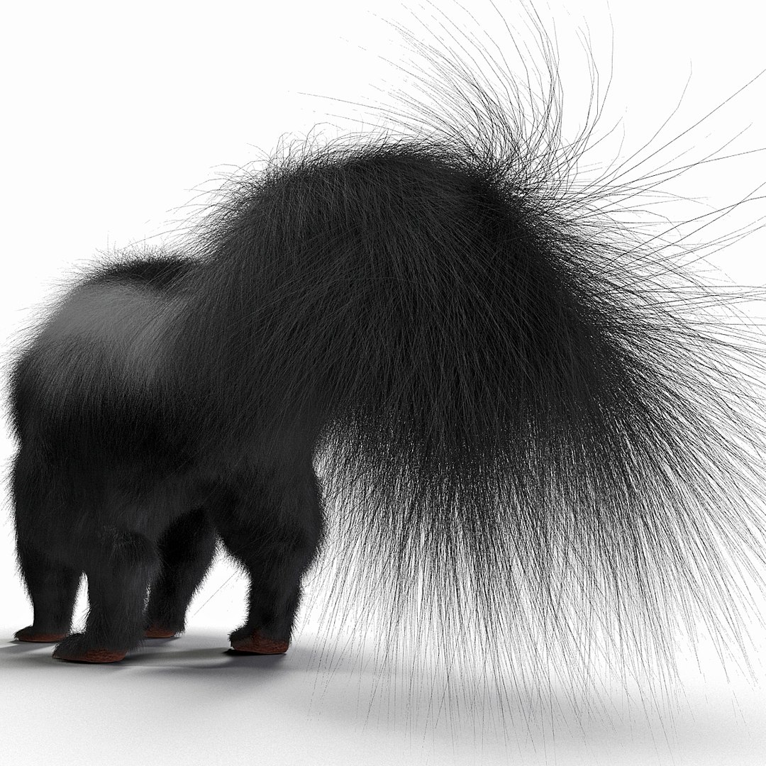 3d skunk fur https://p.turbosquid.com/ts-thumb/vu/27aIJU/n832XRL7/skunkfur_22/jpg/1398807430/1920x1080/fit_q87/b41975d45a37d2288327ed1f1f5315d50b55c483/skunkfur_22.jpg