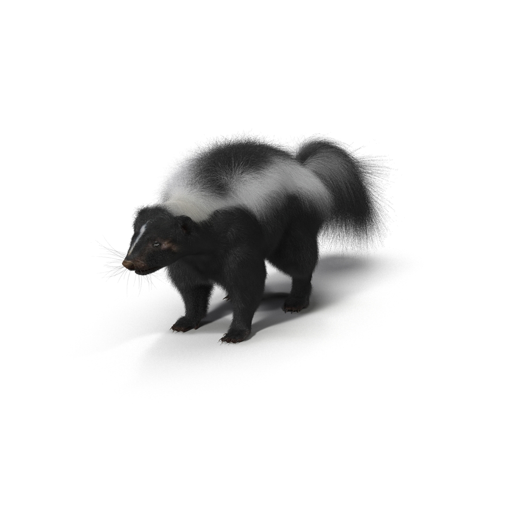 3d skunk fur https://p.turbosquid.com/ts-thumb/vu/27aIJU/qH45qVBT/turntablefile_360_1.jpg9f8bc5a652c54542bbfad3b64a8fb888zoom/jpg/1398807448/1920x1080/turn_fit_q99/0c2e31e18d6207e6e03046429b348b1d1f42eb88/turntablefile_360_1.jpg9f8bc5a652c54542bbfad3b64a8fb888zoom-1.jpg