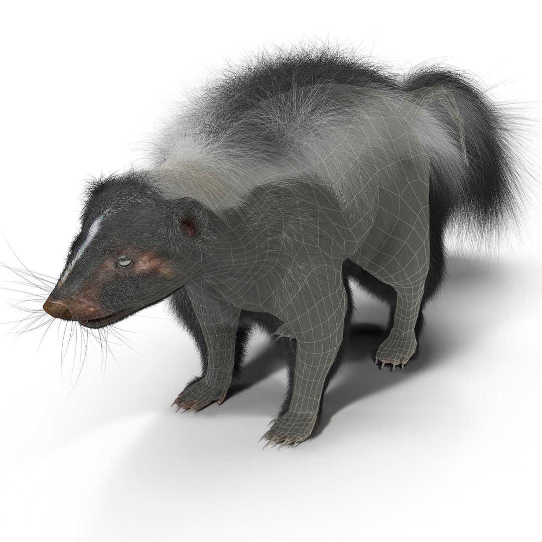 3d skunk fur https://p.turbosquid.com/ts-thumb/vu/27aIJU/tz6T0p5Z/skunkfur_11/jpg/1398807384/1920x1080/fit_q87/6099d35688973f21c30b1f6e25db4ff9265c718a/skunkfur_11.jpg