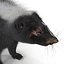 Skunk Fur