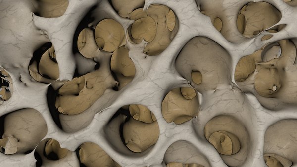 Bones model. Osteoporosis Bone structure. Строение кости 3д. Костная структура в 3d. 3д модель костной ткани.
