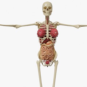 Female Internal Organs - Human Anatomy 3D Model Set 3D model