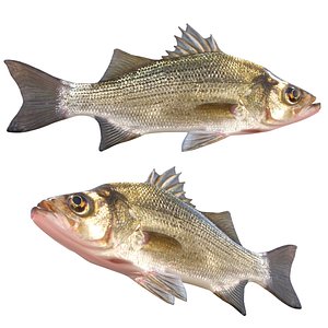 White Bass fish 3D model