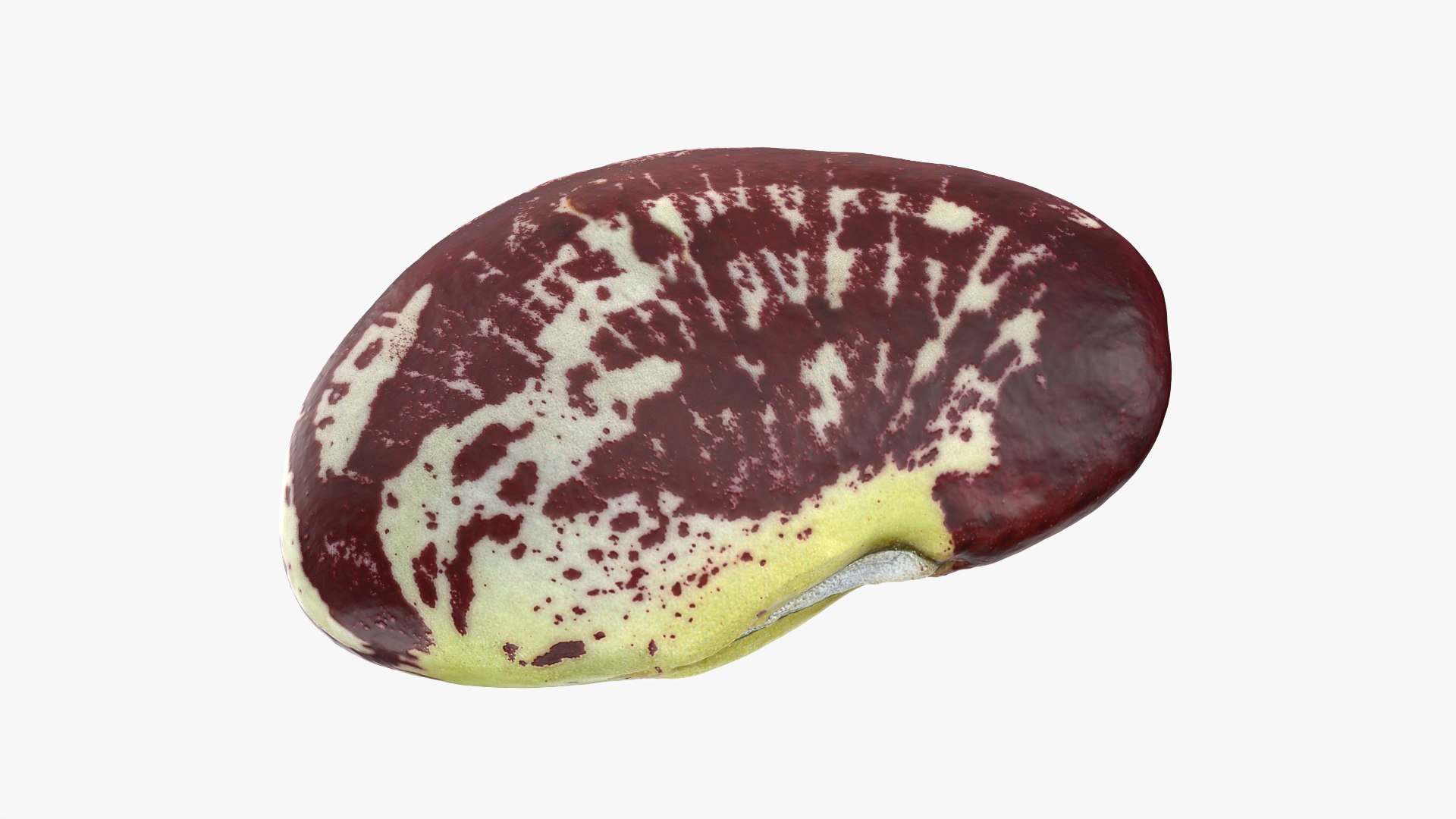 Beans - 3D Scanned Collection 3D model https://p.turbosquid.com/ts-thumb/vu/gRTJBG/AV/christmaspolelima_0001/png/1787863568/1920x1080/fit_q87/5c8ad6d6851e965cf72391fe8999bb5a6601abe8/christmaspolelima_0001.jpg